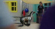 What you see at the Denver Zoo may be more than meets the eye; how care teams train animals for checkups