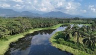 Cartagena, sede clave del debate global sobre sostenibilidad en la palma de aceite
