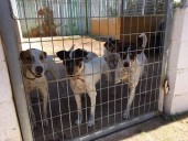 Bruno García mantiene su intención de contar con albergue para animales con San Fernando