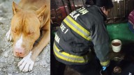 Enfrentamiento entre pandillas en San Ramón deja tres hombres y dos perros heridos de bala en Puebla