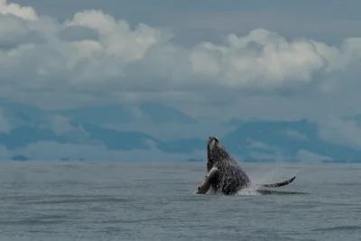 Las ballenas jorobadas y sus crías vuelven con su espectáculo al Pacífico colombiano