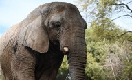 Qué pasó con Kenya, la última elefante en cautiverio en Argentina