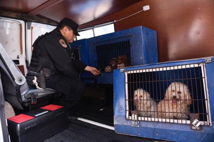 El gobierno porteño rescató 14 perros de un criadero ilegal en Flores