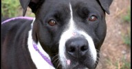 CHA Pet of the Week: Anita