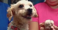 Cereza pelea por vivir junto a su único cachorro; se recupera de las quemaduras por explosión en Iztapalapa