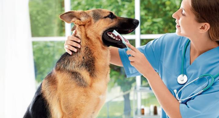 Conserve limpios y sanos los dientes de su mascota con rutinas de aseo y alimentación desde casa