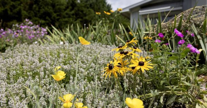 St. Louis County drops repeal of native plant protections