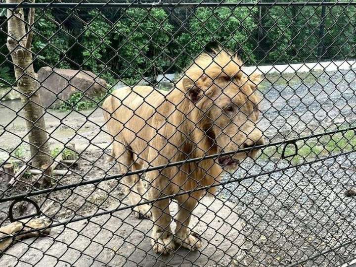 Scrutiny on Thai zoo grows after lion attack