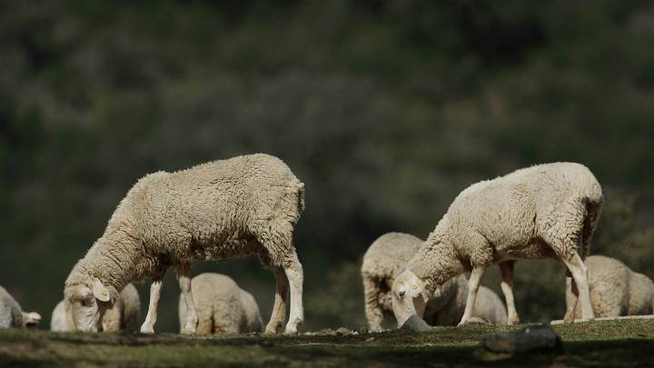 Nuevas ayudas para los ganaderos ante las enfermedades