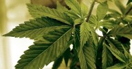 Cities test limits of Minnesota cannabis law, exposing legal gray areas