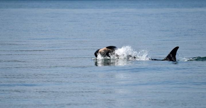 Endangered orca in Washington state seen carrying dead calf