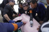 Endangered pink river dolphins face a rising mercury threat in the Amazon