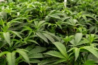 Report: Maryland collected $18 million in cannabis tax revenue in second quarter