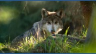 Wolves return to Seattle's Woodland Park Zoo