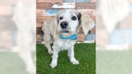 Quiet Maltese mix Alfie is a gentle soul