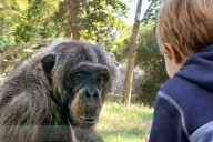 China Zoo Bans Visitors From Showing Videos to Chimp Over Health Issues: Reports
