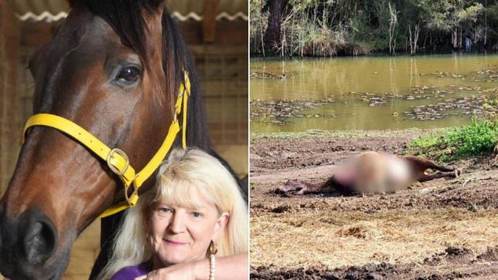 Former Victorian racehorse trainer has animals seized as ongoing ‘complicated’ RSPCA investigation gains momentum