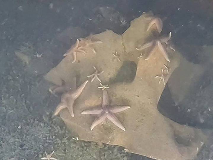 Sea life thriving on unexploded Nazi bombs, sub discovers