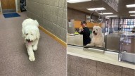 Wisconsin Dog Waits For His Owners At Police Station And Ends Up With A Temporary Job