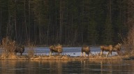 Un fenómeno global: millones sintonizan la fascinante travesía de los alces en Suecia en tiempo real