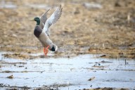 Continental duck numbers hold steady, feds say in status report