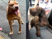 Las otras víctimas de Iztapalapa: 'Aslan' busca a su dueño y a 'Tita' le echaron aceite de mecánico