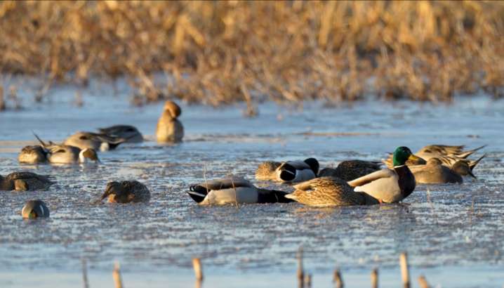 Waterfowl Notebook: Minnesota DNR offers state and federal duck stamp reminders