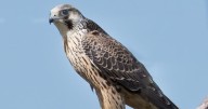 Bird Watch: Sightings from Greater Newburyport and beyond