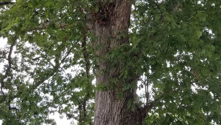 What to do about a tree encroaching on your Cumberland County property?
