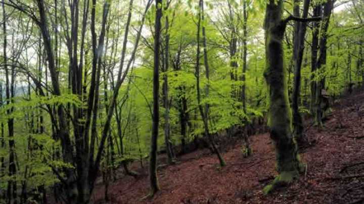 35 áreas boscosas de Menorca podrían ser catalogadas como bosques maduros