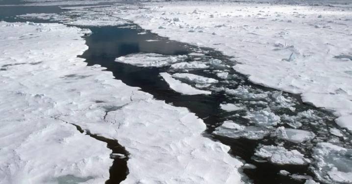 Plantas boreales colonizan el Ártico y podrían acelerar el deshielo del permafrost