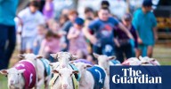 Marilyn Merino v Lamborghini: Caragabal sheep races