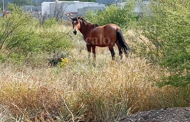 Reportan robo de caballo en Zaragoza; ofrecen gratificación por su localización