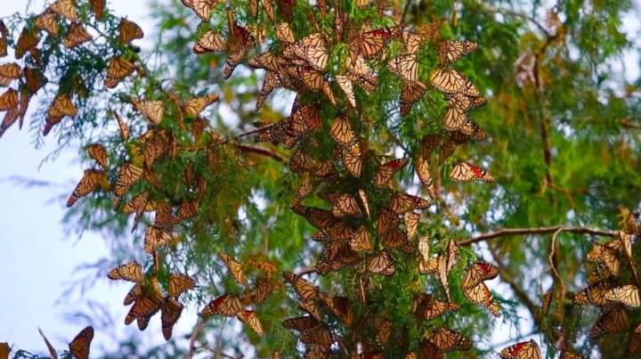 Tamaulipas impulsa conservación de la ruta migratoria de la Mariposa Monarca