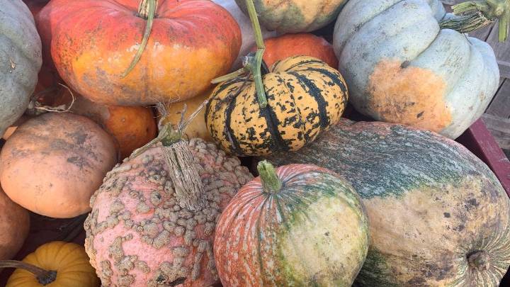 Houston-area festivals happening this weekend