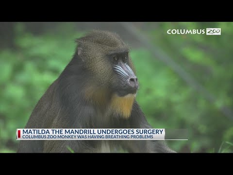 Columbus Zoo, Nationwide Children's team up for surgery on monkey