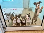 IAFM Youth Wing organizes towel drive for Cape Coral Animal Shelter