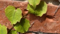 La hermosa y útil planta que muchos quieren en su jardín pero que esconde un peligroso secreto