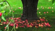 Lo que heredas no lo robas: cuál es el significado del refrán "la manzana no cae tan lejos del árbol"