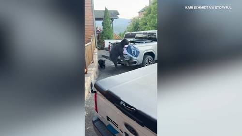 Family watches as bears steal from truck: 'That's our food!'