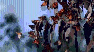 Californians urged to report  monarch butterfly sightings