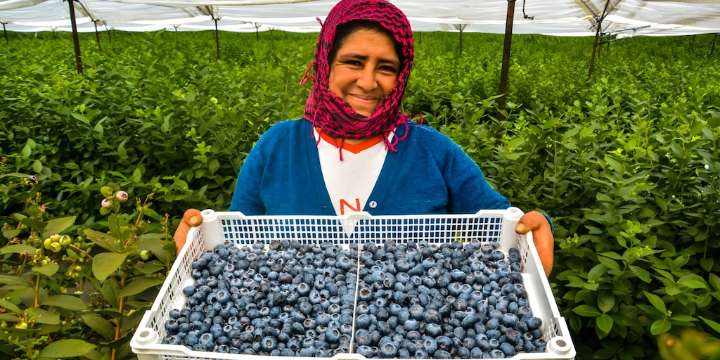 Producción agropecuaria sube 8,5% gracias al boom de los arándanos y otros cultivos