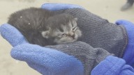 Kitten found after Hurricane Helene offers hope amid destruction