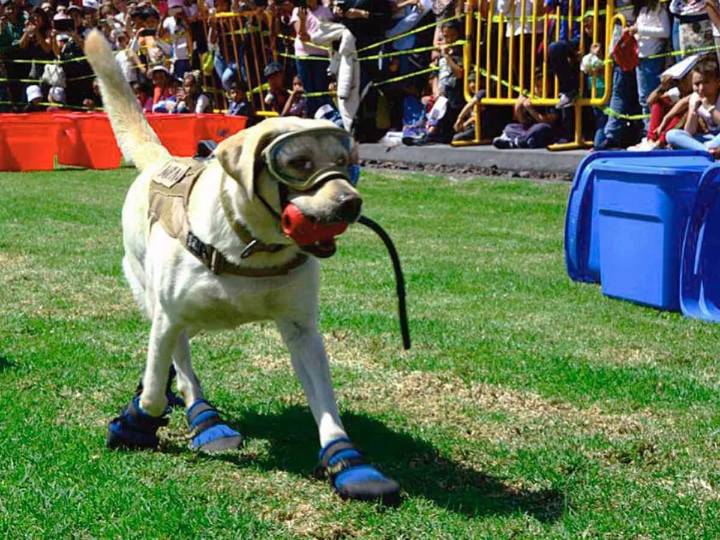 Frida: El legado heroico de la perrita rescatista de la SEMAR