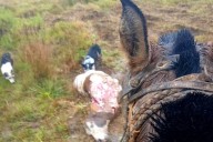 ZONA LIBERADA! Feroces cuatreros brasileños carnearon 10 vacas en Corrientes