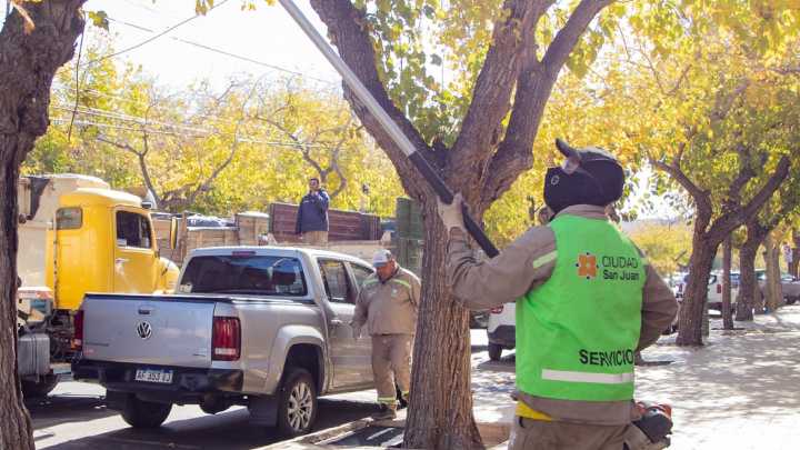 Capital pone en marcha la poda preventiva para mejorar la iluminación en calles y avenidas