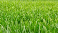 Las semillas de rápido crecimiento para tener una alfombra de césped en tu jardín