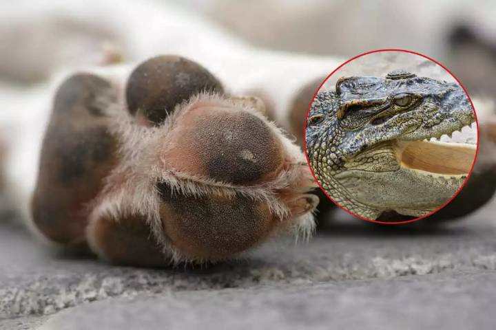 Fallece “Max", un perrito belga tras ser atacado por un cocodrilo en la Bahía de Chetumal