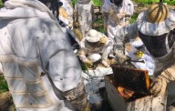 CHACO:    Prevención Del Pequeño Escarabajo De Las Colmenas Ante Productores Apícolas De La Provincia