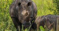 On World Rhino Day, South Africa marks progress but still loses a rhino daily to poachers